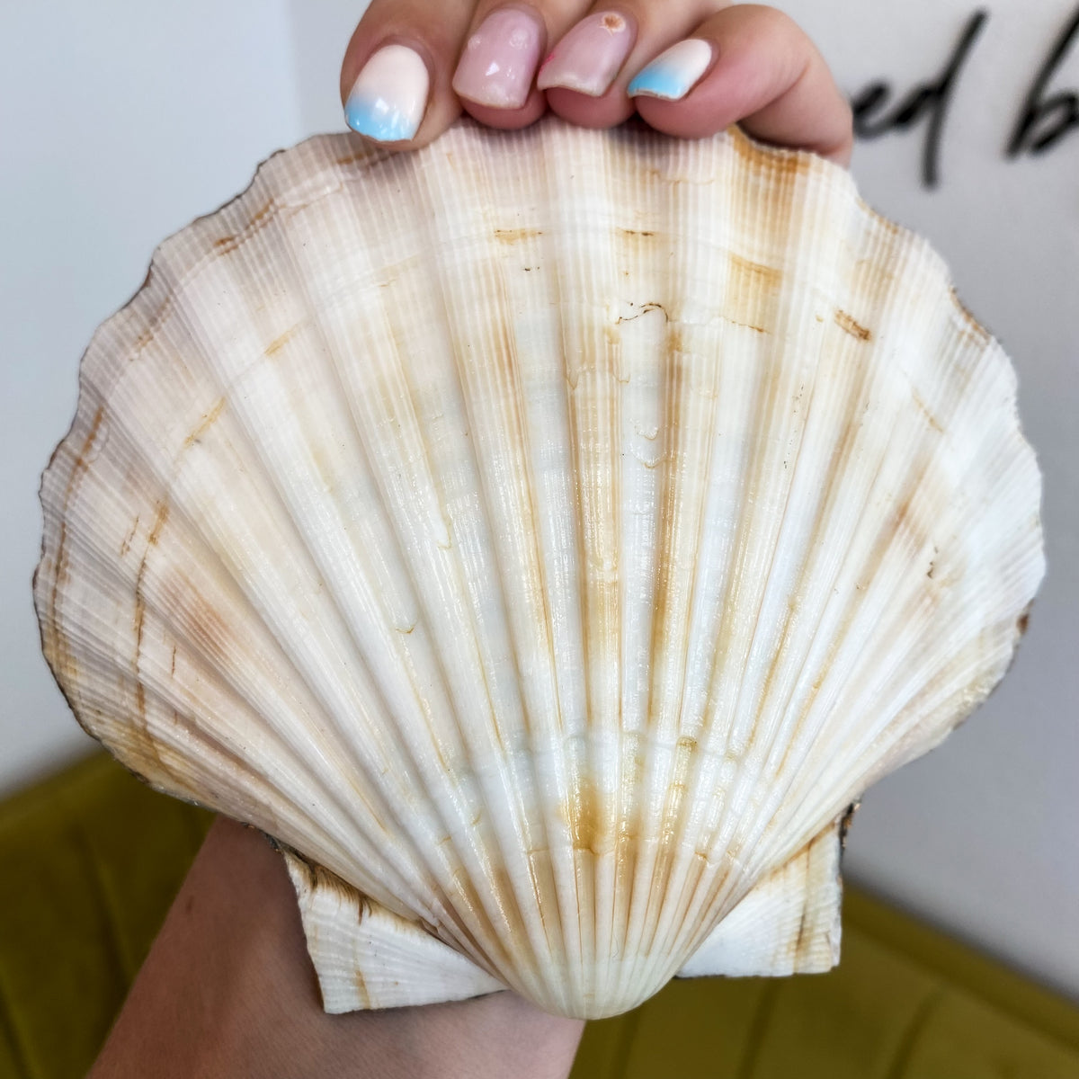 Large compass Shell ring dish