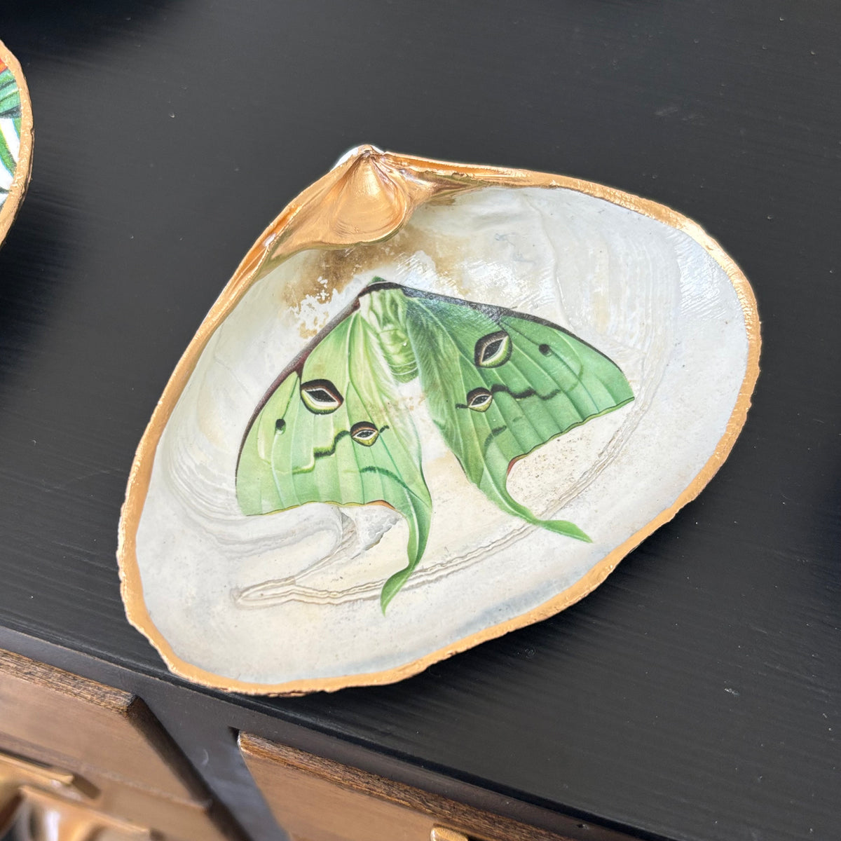 Luna Moth Shell Jewelry Dish