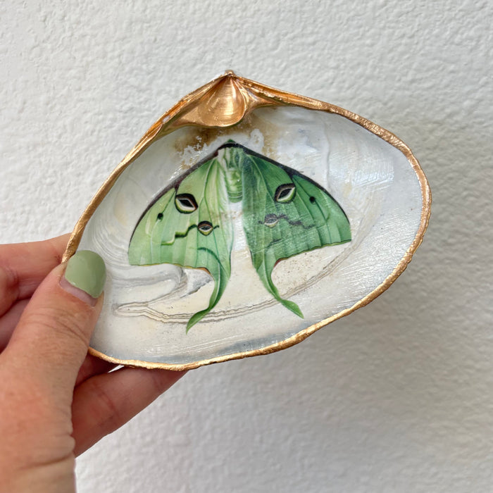 Luna Moth Shell Jewelry Dish