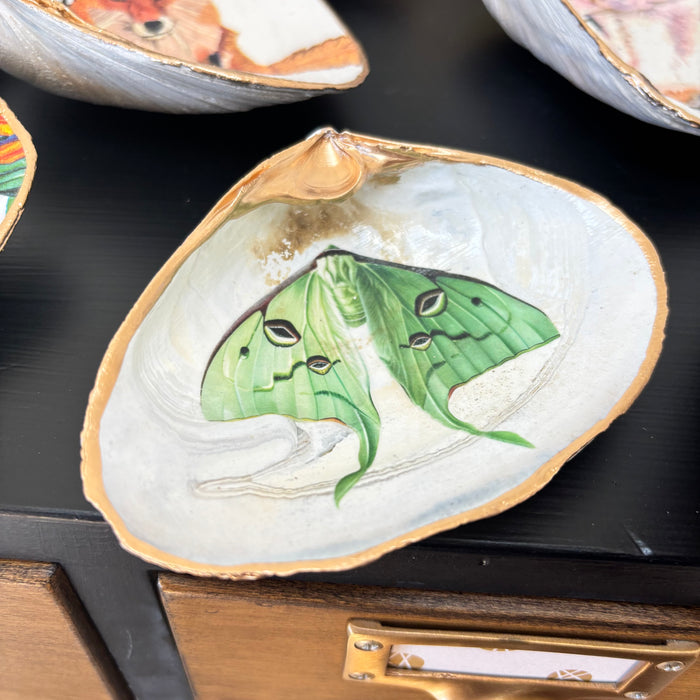 Luna Moth Shell Jewelry Dish