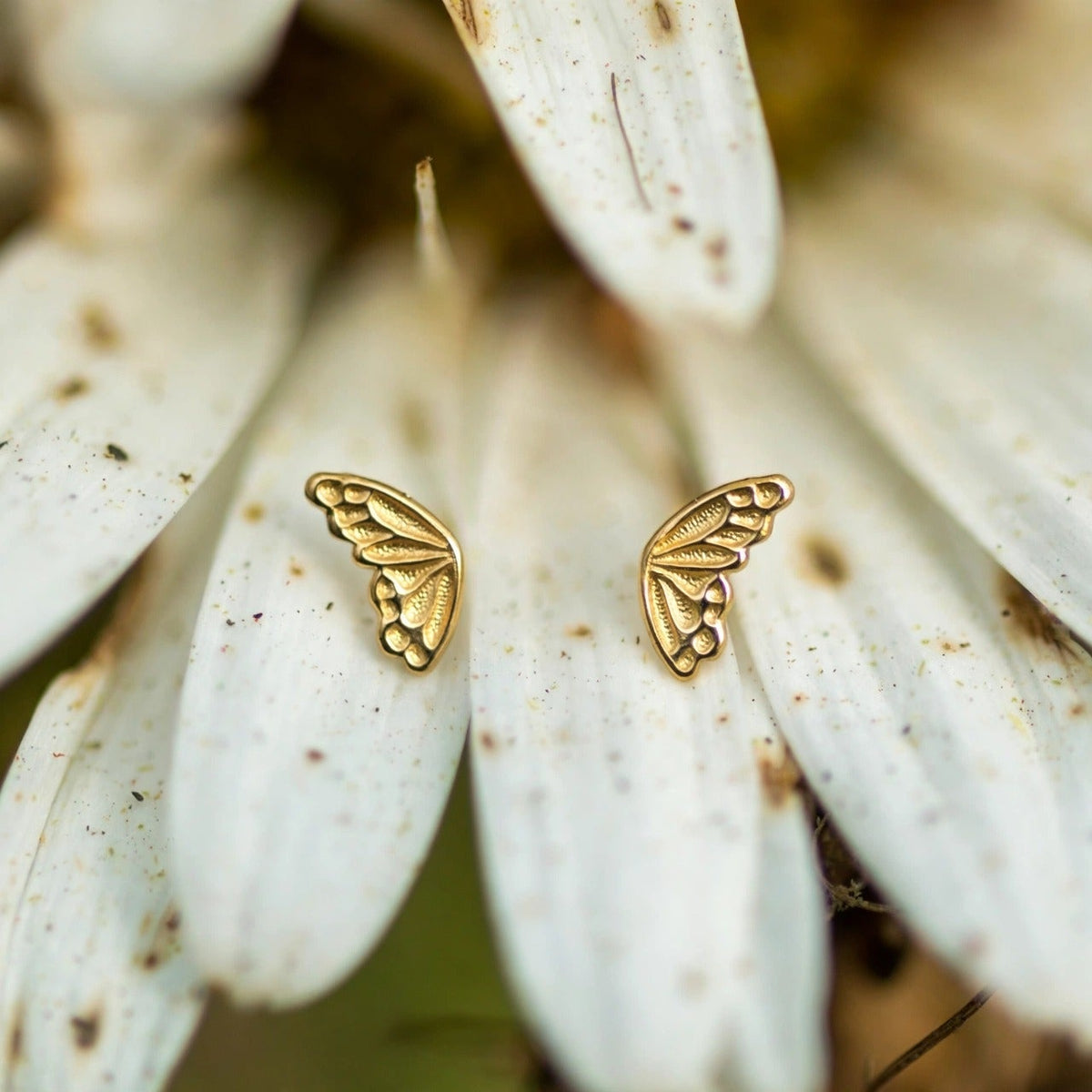Single butterfly wing stud earrings in solid 14k gold, mirrored pair, resting on white daisy petals