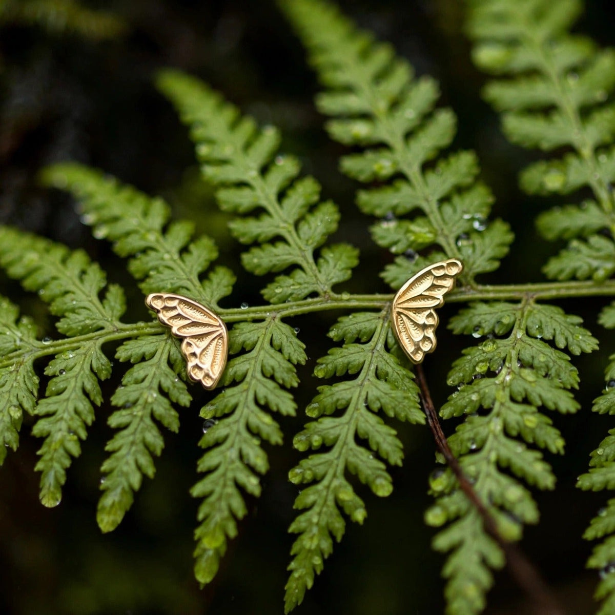 Butterfly wing stud earrings in solid 14k gold, mirrored pair pierced through a fresh fern frond