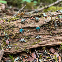 Forest Friends Stud Pack in sterling silver with ladybug, turquoise mushroom and bee studs, resting on bark