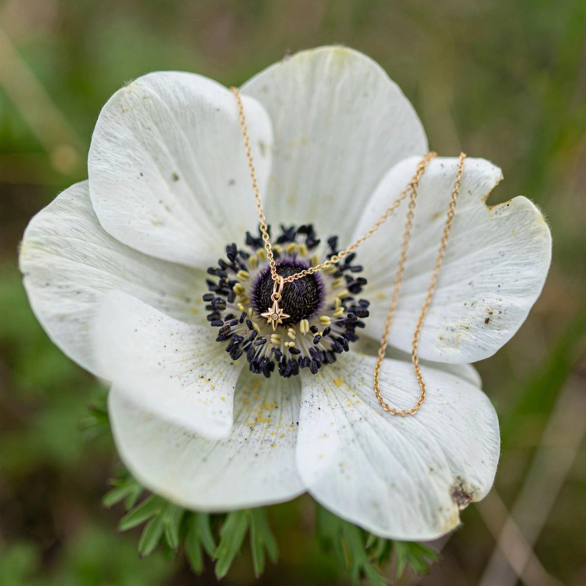 North Star charm necklace in solid 14k gold, pendant resting in a white anemone flower