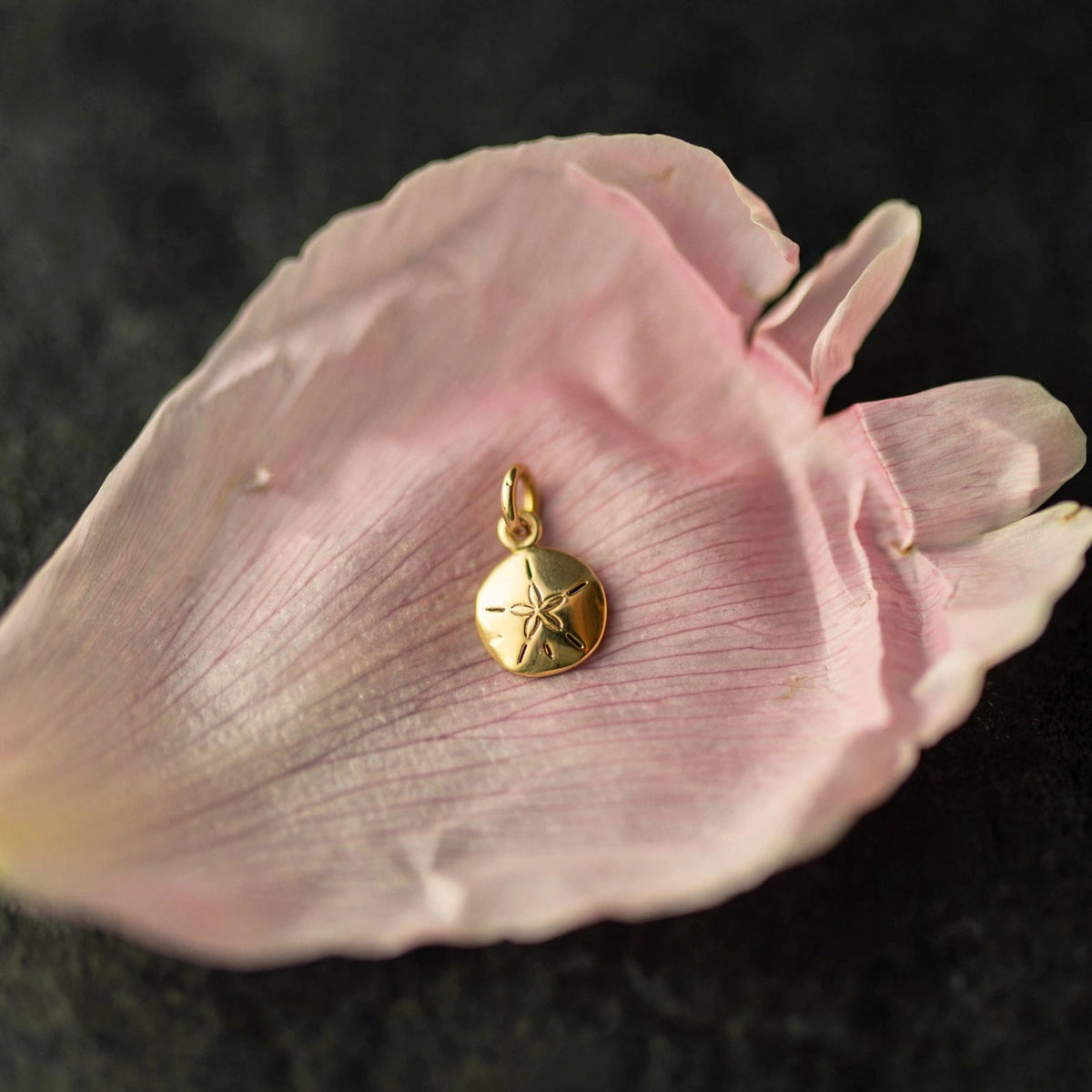 Sand dollar charm in solid 14k gold resting on a blush peony petal