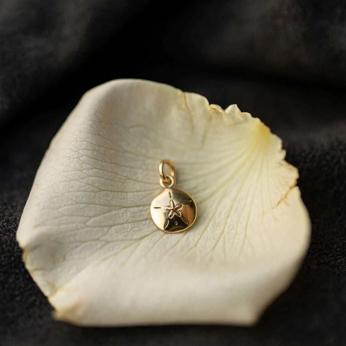 Sand dollar charm in solid 14k gold resting on an ivory rose petal