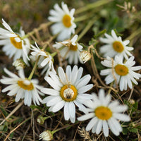 Sand dollar charm necklace in solid 14k gold resting on white daisies
