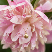 Sand dollar charm necklace in solid 14k gold draped over blush peony blooms